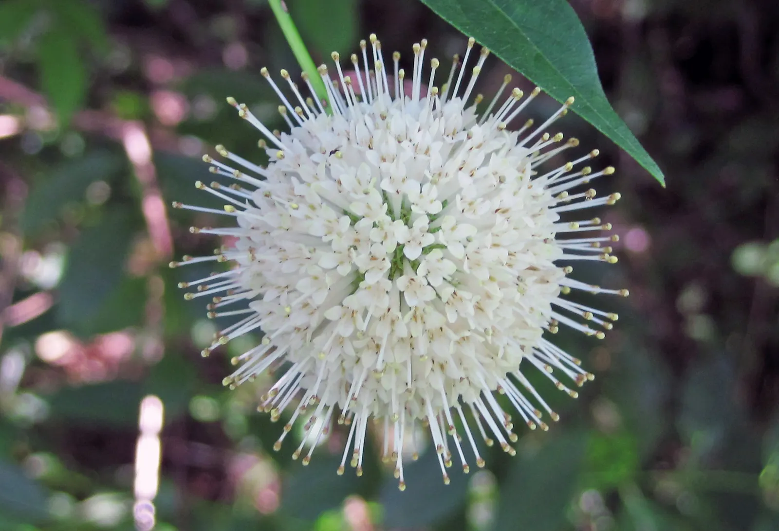 Buttonbush (Cephalanthus Occidentalis) — Prefers full sun to partial shade with moist soil conditions; reaching up to 6 inches long, image 56