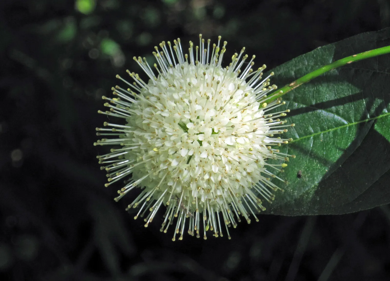 Buttonbush (Cephalanthus Occidentalis) — Showcasing glossy green leaves and fragrant round flower clusters in summer; shrub for full or half, image 79