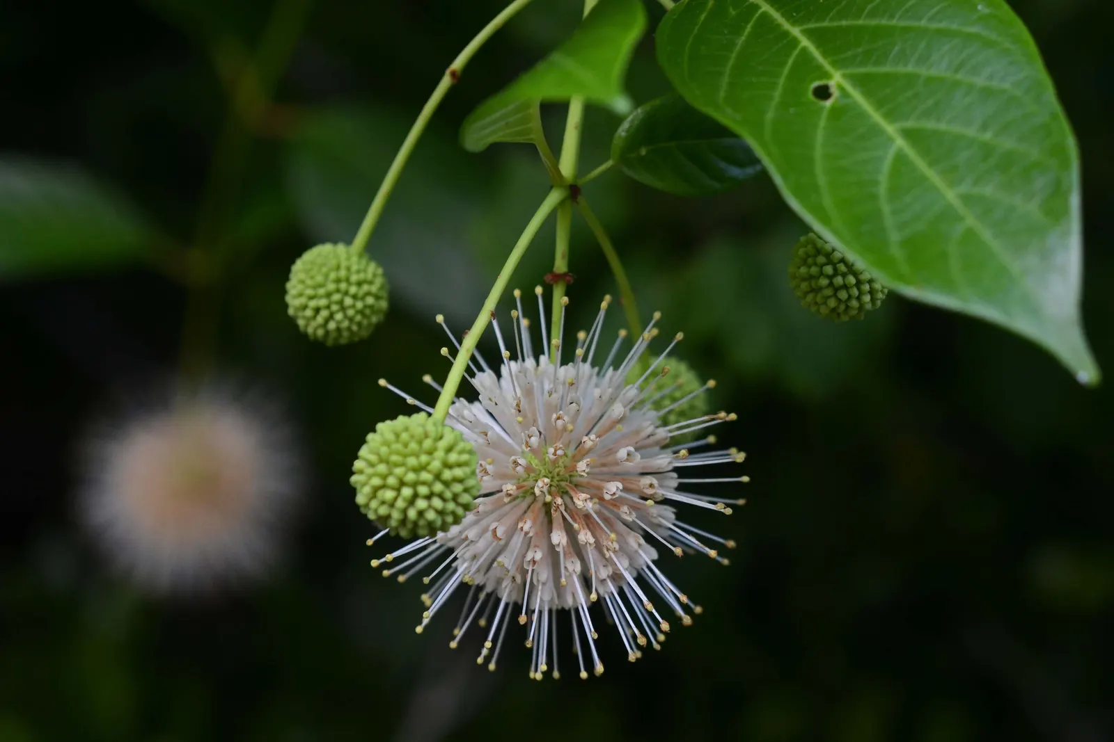 Buttonbush (Cephalanthus Occidentalis) — reaching heights of 6 to 12 feet with a spread nearly as wide; shrub with white blooms