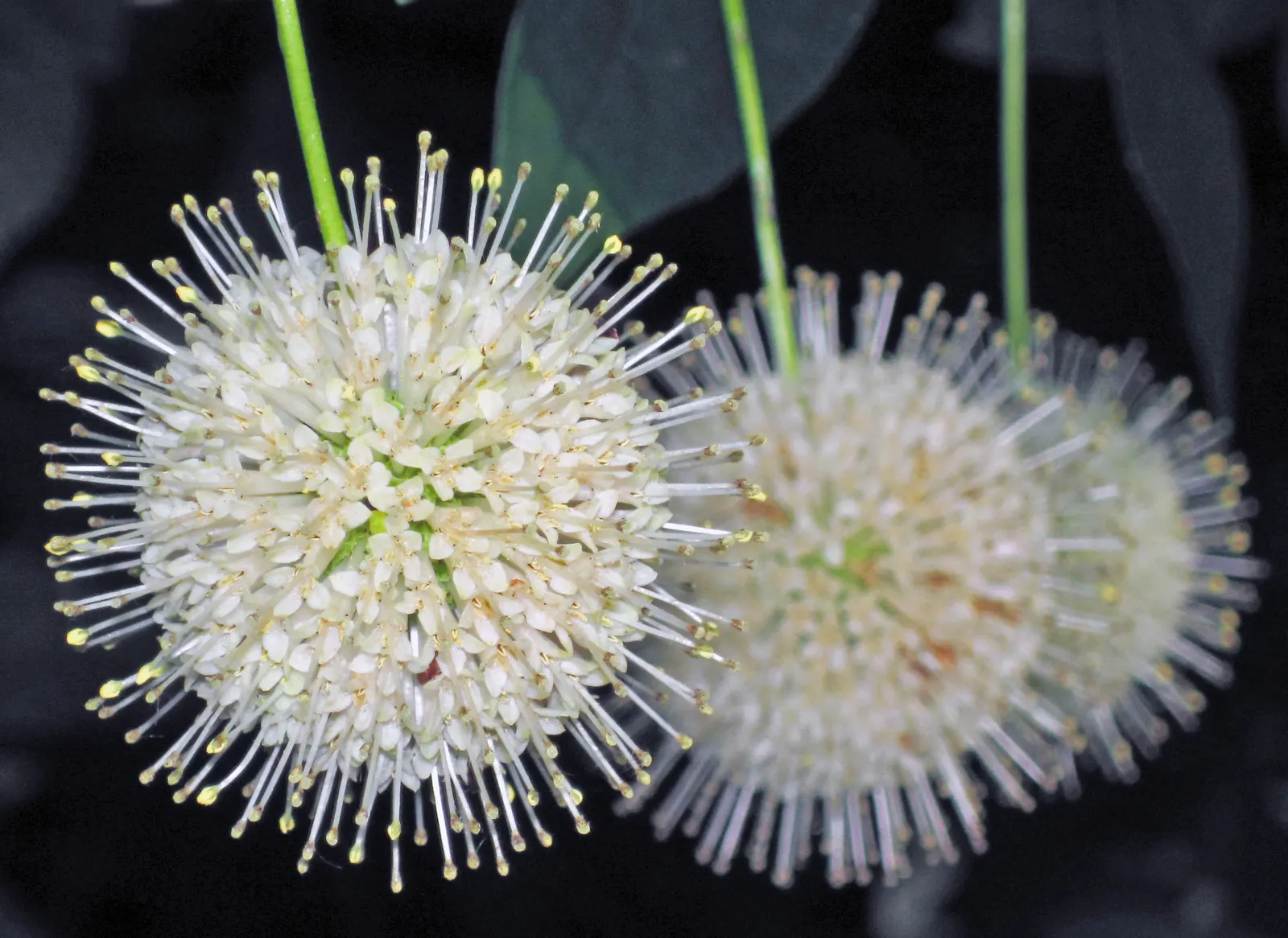 Buttonbush (Cephalanthus Occidentalis) — offering visual interest in the dormant season and serving as a food source for waterfowl and other birds; it provides