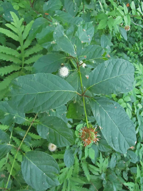 Buttonbush (Cephalanthus Occidentalis) — Grown largely for its distinctive spherical flower clusters; buttonbush typically flourishes in USDA, image 109