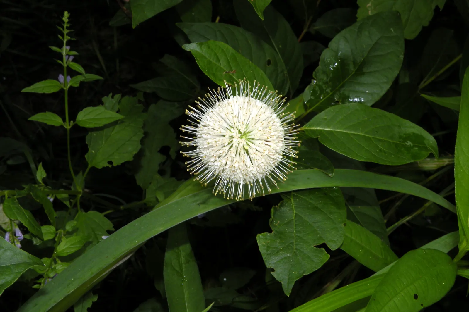 Buttonbush (Cephalanthus Occidentalis) — reaching heights of 6 to 12 feet with a spread nearly as wide