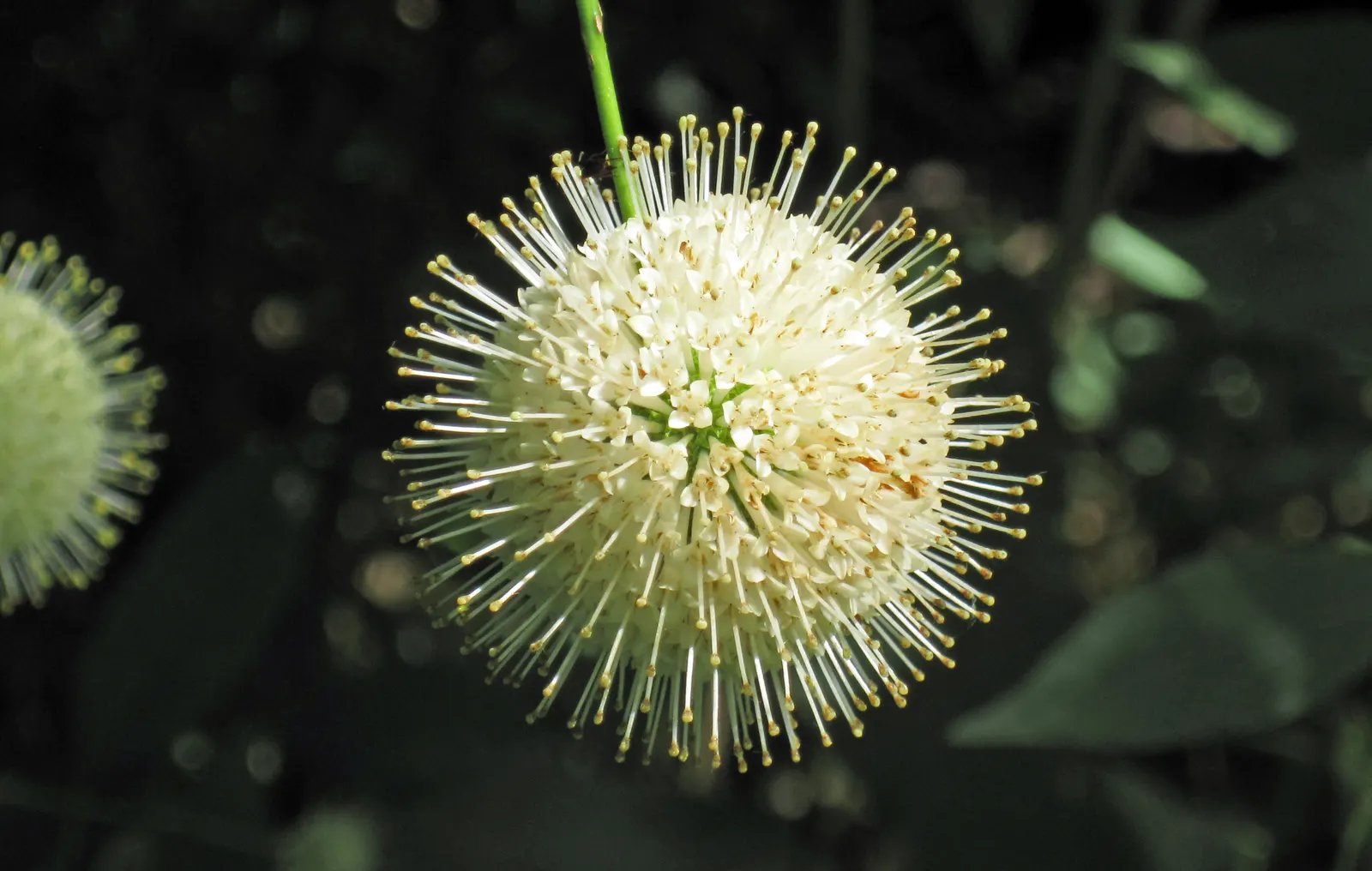 Buttonbush (Cephalanthus Occidentalis) — Buttonbush typically flourishes in USDA hardiness zones 5 through 10; complemented by reddish-brown, image 85