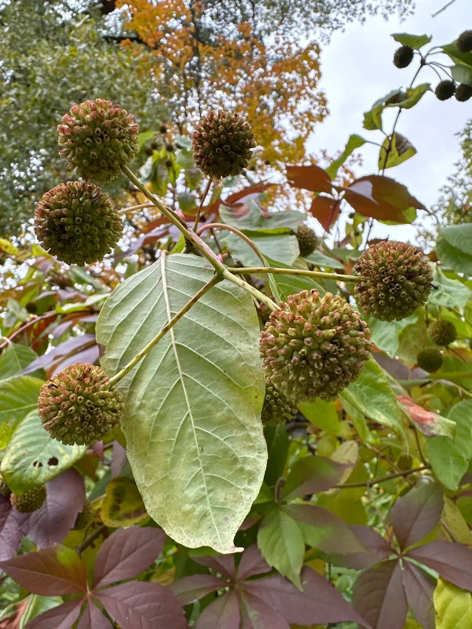 Buttonbush (Cephalanthus Occidentalis) — Buttonbush (Cephalanthus occidentalis) is a multi-stemmed shrub; showcasing glossy green leaves and, image 101