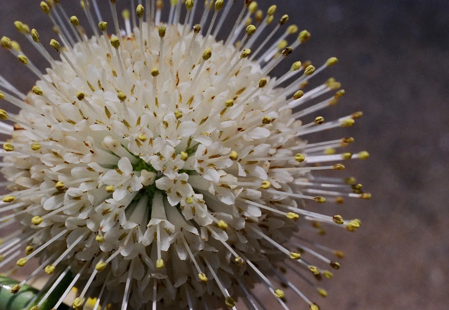 Buttonbush (Cephalanthus Occidentalis) — Excellent for enhancing wetland areas or rain gardens.<UFunction Complete 70 Word Limit>; consider its, image 107