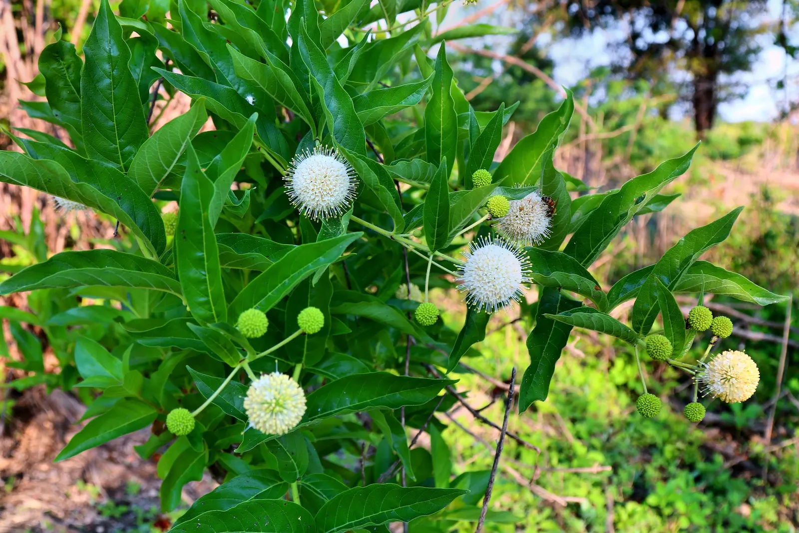 Buttonbush (Cephalanthus Occidentalis) — Grown largely for its distinctive spherical flower clusters; buttonbush typically flourishes in USDA, image 59