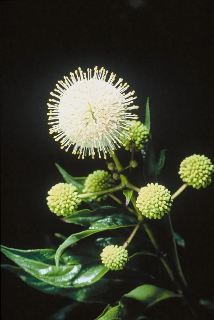 Buttonbush (Cephalanthus Occidentalis) — reaching heights of 6 to 12 feet with a spread nearly as wide; shrub with white blooms, image 61