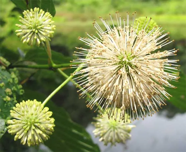 Buttonbush (Cephalanthus Occidentalis) — it provides nectar for pollinators; excellent for enhancing wetland areas or rain gardens.<UFunction Complete 70 Word
