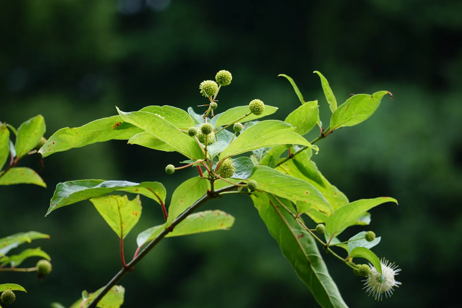 Buttonbush (Cephalanthus Occidentalis) — Showcasing glossy green leaves and fragrant round flower clusters in summer; shrub for full or half, image 54