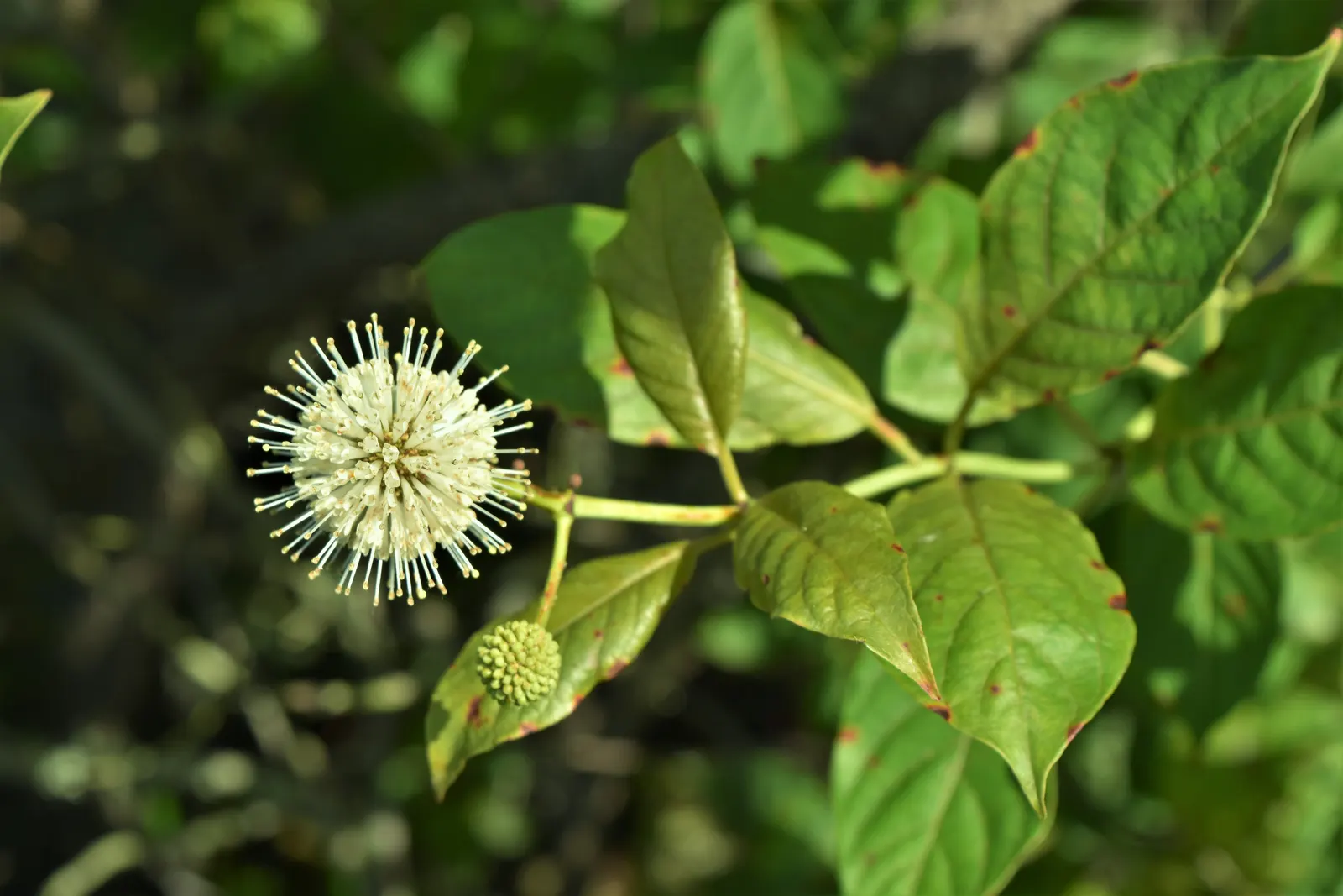 Buttonbush (Cephalanthus Occidentalis) — shrub with white blooms; enhancing the biodiversity of the setting.<br><br>In autumn, image 99