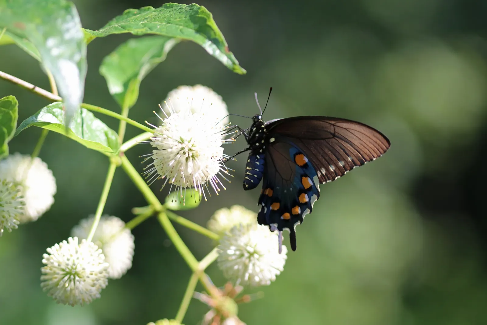 Buttonbush (Cephalanthus Occidentalis) — When incorporating Cephalanthus occidentalis into the landscape; its tolerance for standing water makes it an ideal