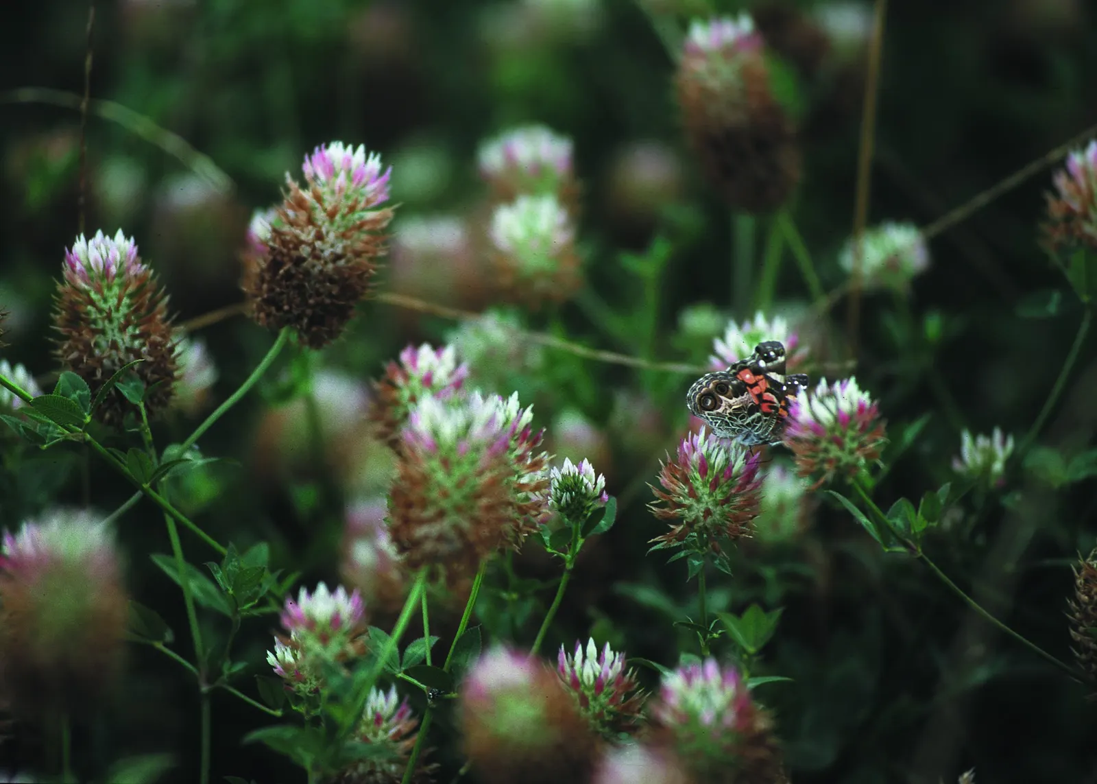 Buttonbush (Cephalanthus Occidentalis) — it provides nectar for pollinators; excellent for enhancing wetland areas or rain gardens.<UFunction, image 55