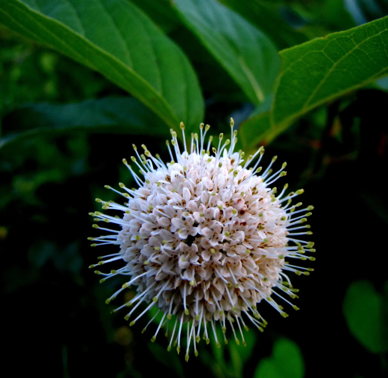 Buttonbush (Cephalanthus Occidentalis) — which thrives in USDA zones 5-9; nut-like fruit that persists into winter, image 78