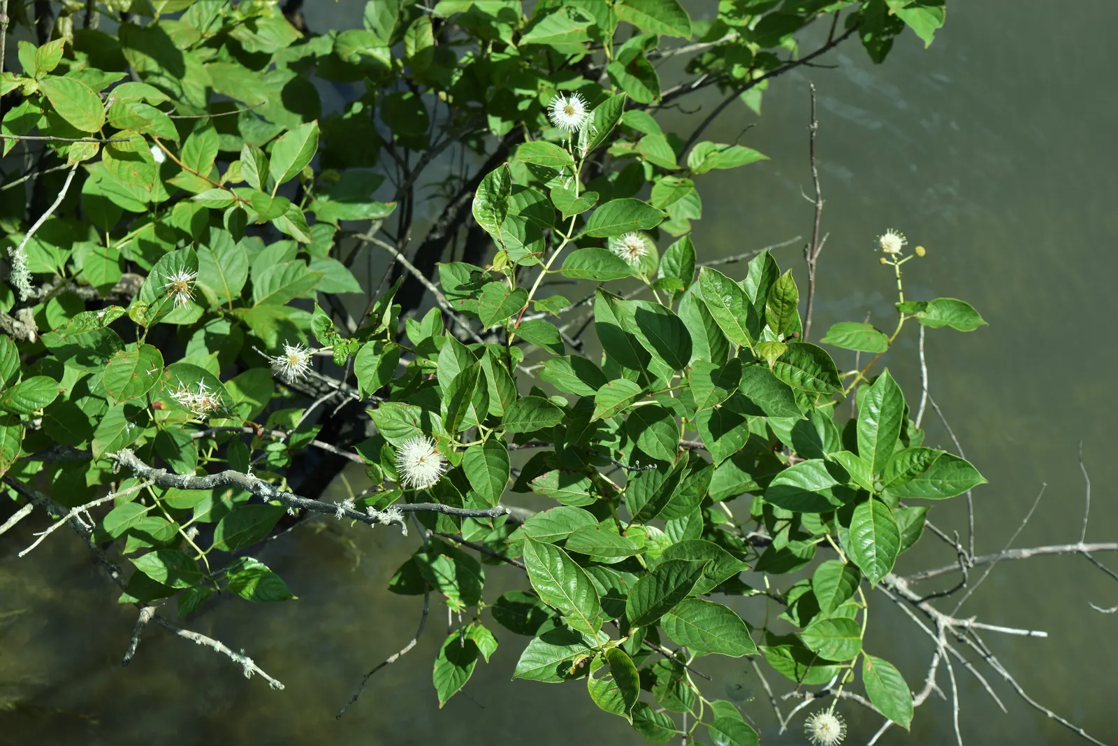Buttonbush (Cephalanthus Occidentalis) — Buttonbush (Cephalanthus occidentalis) is a multi-stemmed shrub; showcasing glossy green leaves and, image 76
