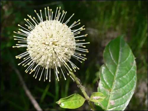 Buttonbush (Cephalanthus Occidentalis) — typically reaching 6-12 feet in height; reaching heights of 6 to 12 feet with a spread nearly as wide