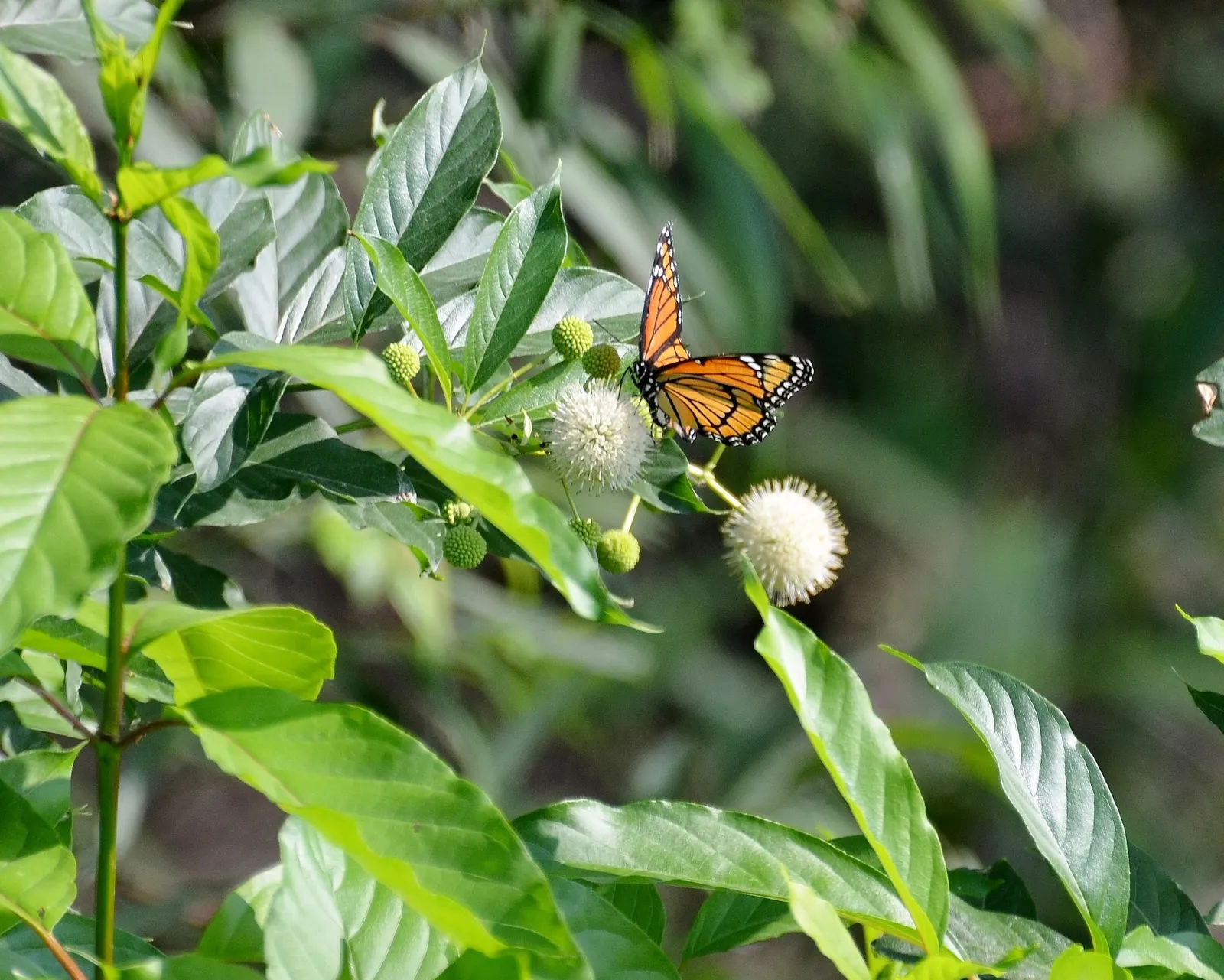 Buttonbush (Cephalanthus Occidentalis) — Buttonbush's foliage shifts to a captivating yellow; grown largely for its distinctive spherical flower clusters