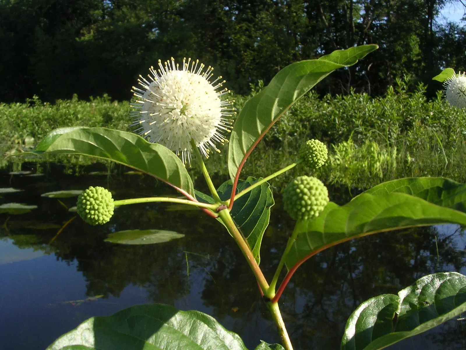 Buttonbush (Cephalanthus Occidentalis) — shrub for full or half