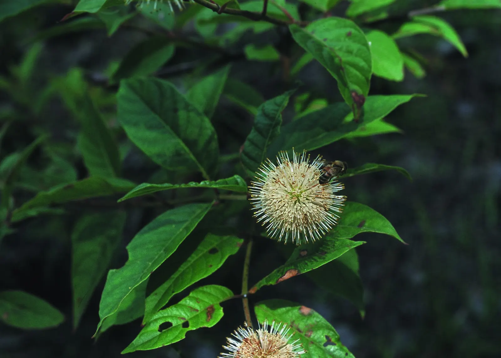Buttonbush (Cephalanthus Occidentalis) — or other riparian contexts, image 63