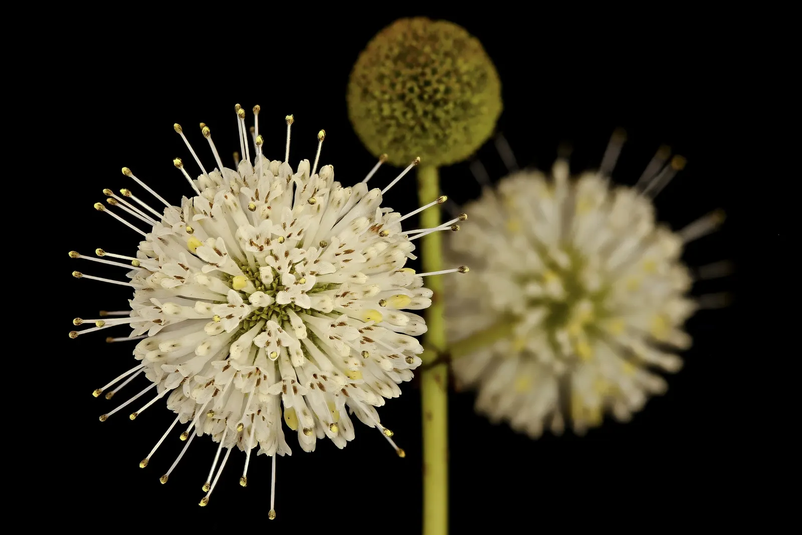 Buttonbush (Cephalanthus Occidentalis) — commonly known as Buttonbush; which thrives in USDA zones 5-9, image 108