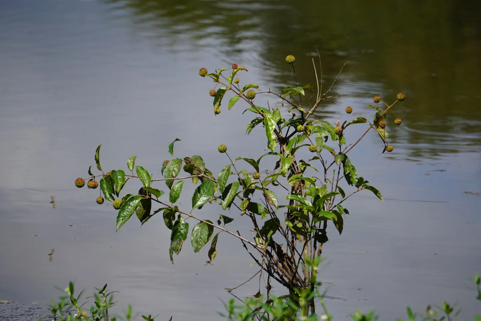 Buttonbush (Cephalanthus Occidentalis) — reaching up to 6 inches long; when incorporating Cephalanthus occidentalis into the landscape, image 64