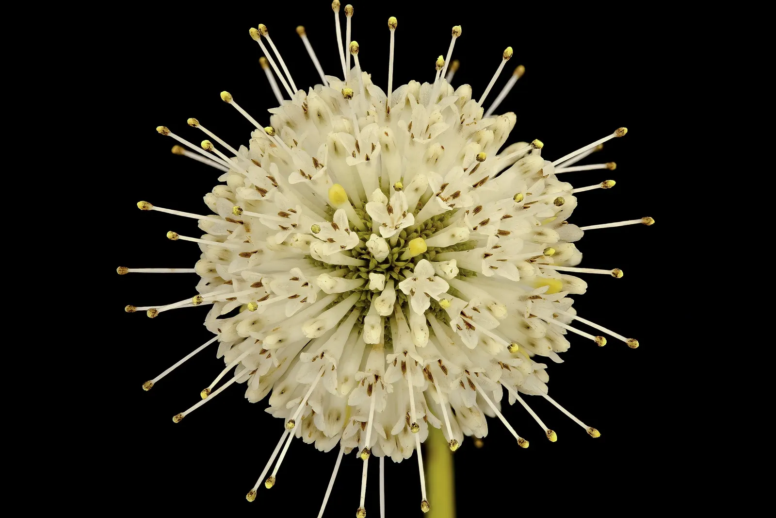 Buttonbush (Cephalanthus Occidentalis) — reaching heights of 6 to 12 feet with a spread nearly as wide; shrub with white blooms, image 86