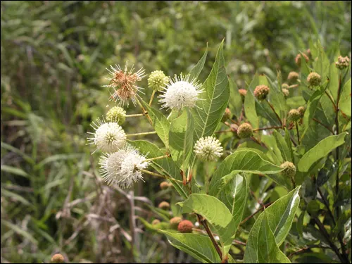 Buttonbush (Cephalanthus Occidentalis) — complemented by reddish-brown