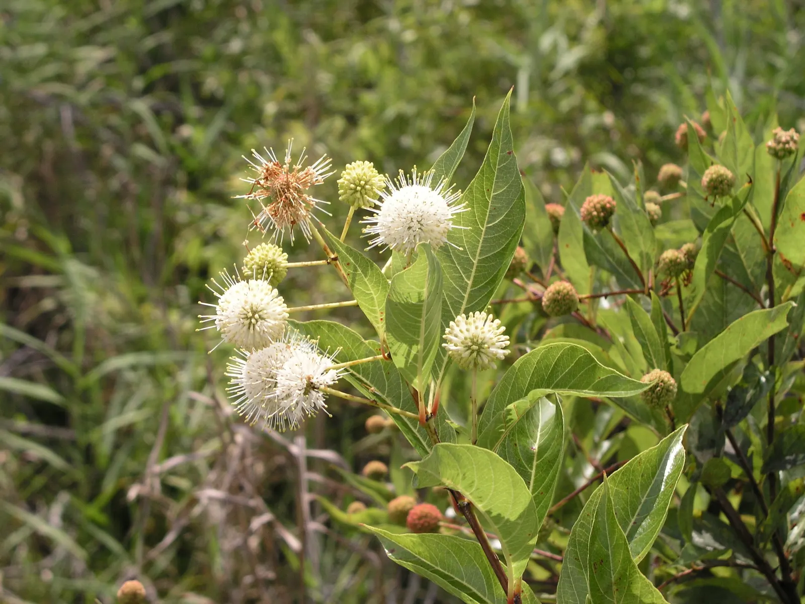 Buttonbush (Cephalanthus Occidentalis) — consider its mature size for optimum placement; offering visual interest in the dormant season and serving, image 96