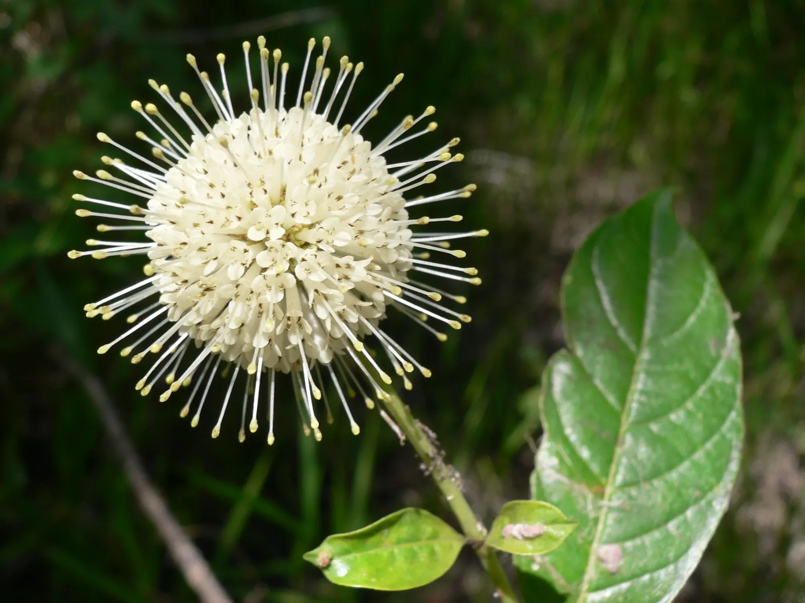 Buttonbush (Cephalanthus Occidentalis) — consider its mature size for optimum placement; offering visual interest in the dormant season and serving, image 71