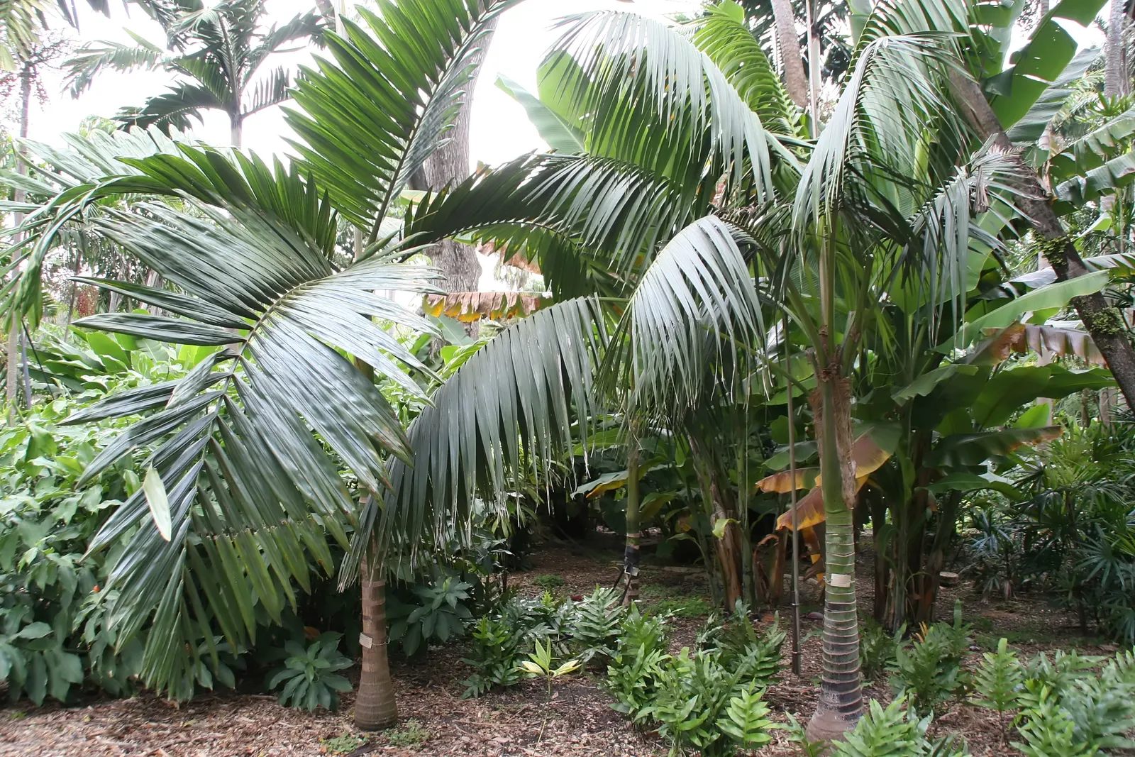 Flamethrower Palm (Chambeyronia Macrocarpa) — preferring partial shade to full sun and well-drained soil; its growth habit is slow to moderate
