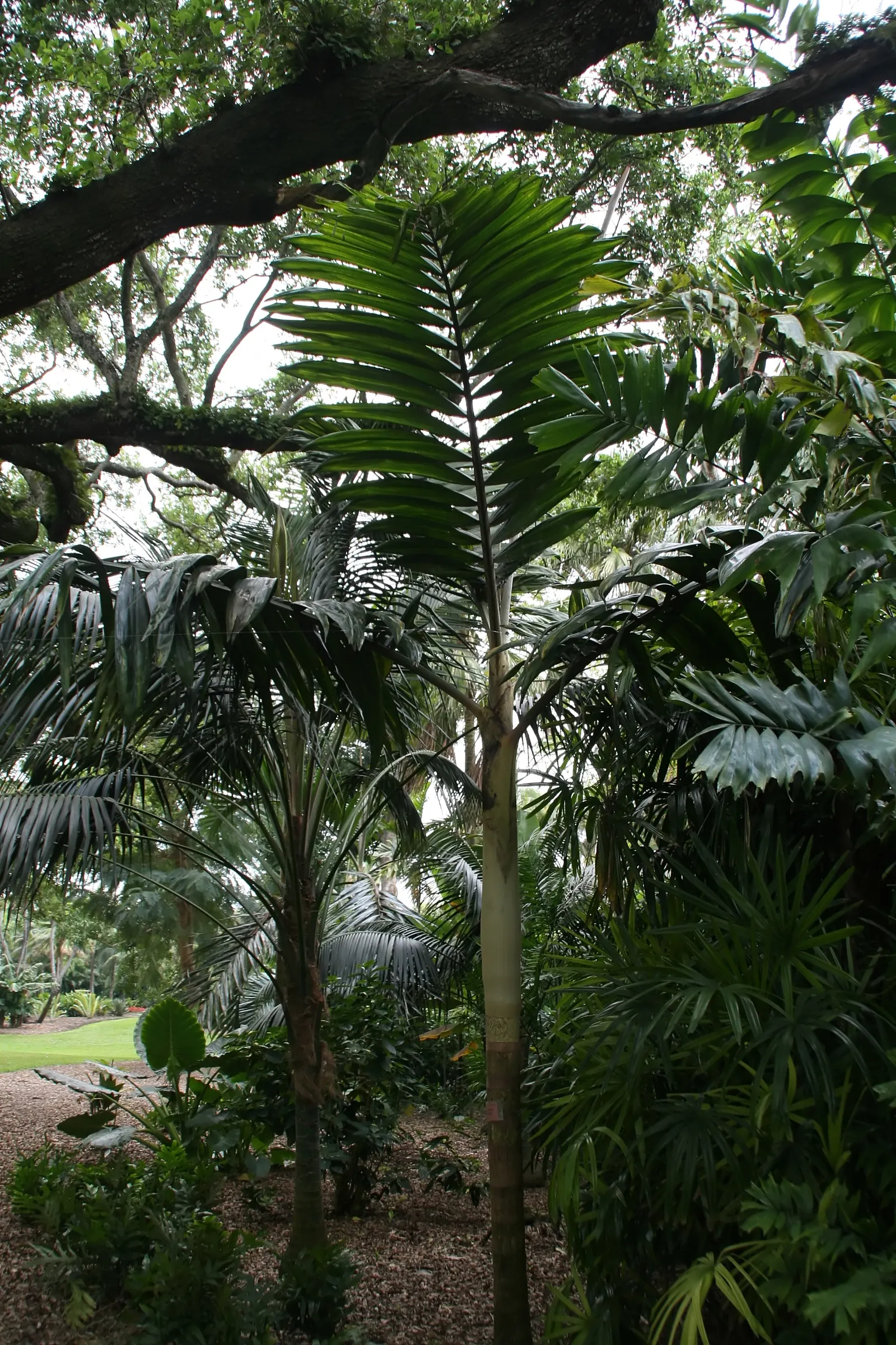 Flamethrower Palm (Chambeyronia Macrocarpa) — The Flamethrower Palm (Chambeyronia macrocarpa) features a striking new red leaf, lending it its fiery name; it