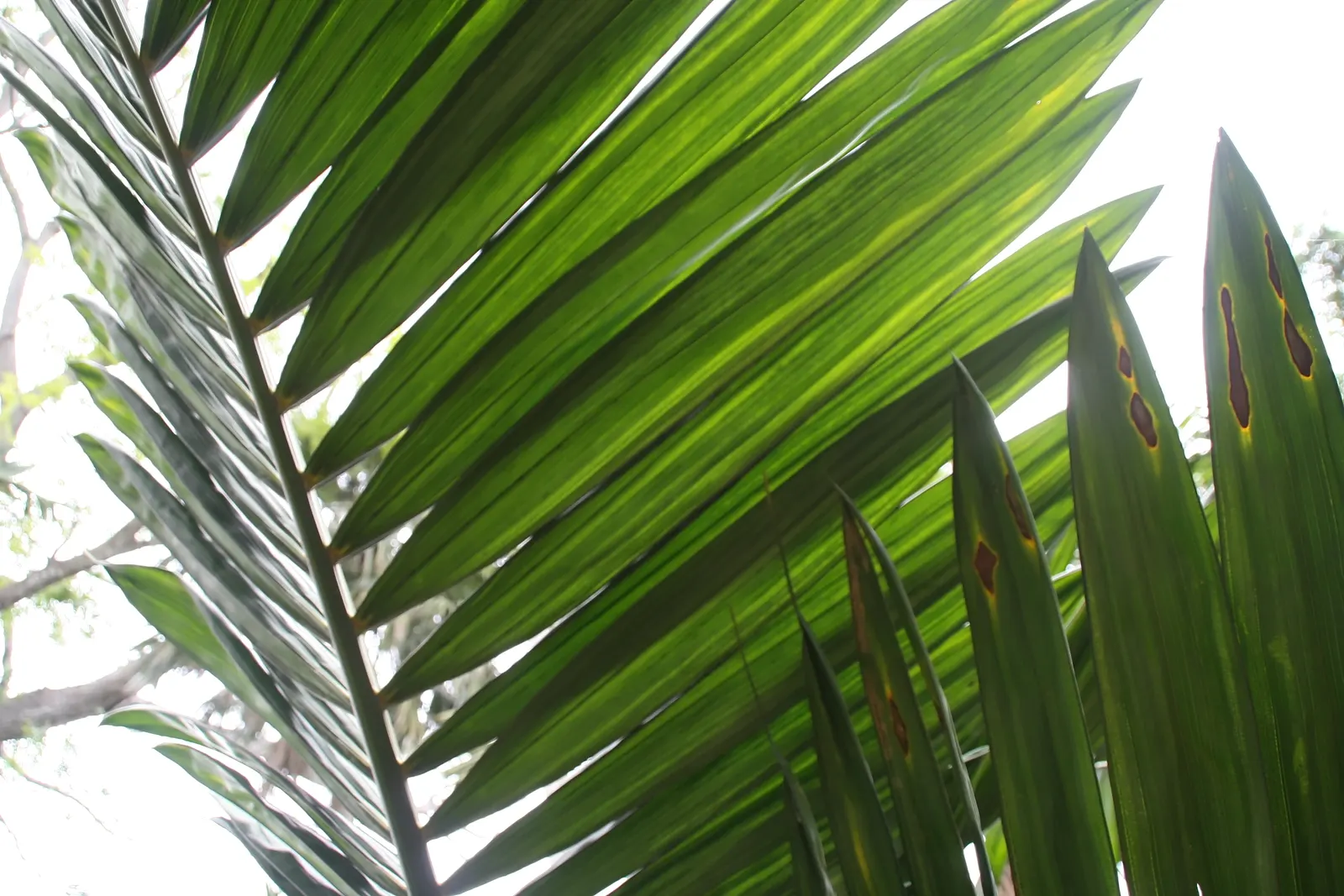 Flamethrower Palm (Chambeyronia Macrocarpa) — Regular watering will help establish a strong root system