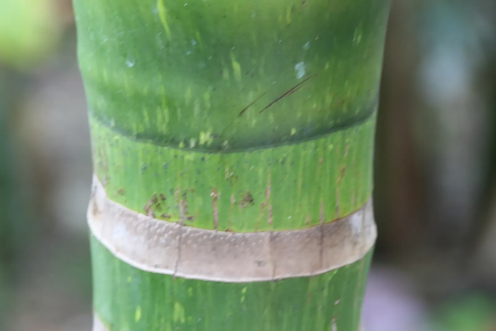 Flamethrower Palm (Chambeyronia Macrocarpa) — evergreen specimen reaches upwards of 20 feet tall; this palm is renowned for its spectacular red or pink new