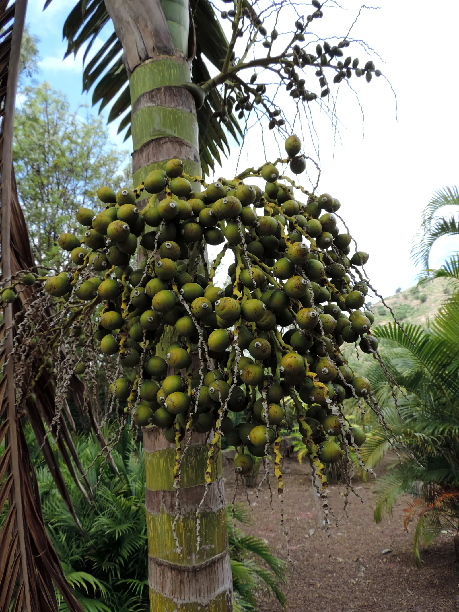 Flamethrower Palm (Chambeyronia Macrocarpa) — evergreen specimen reaches upwards of 20 feet tall