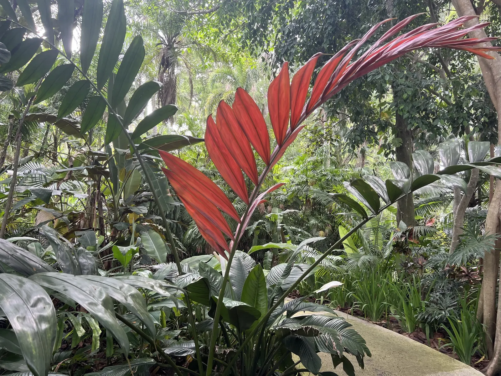 Flamethrower Palm (Chambeyronia Macrocarpa) — The Flamethrower Palm (Chambeyronia macrocarpa) features a striking new red leaf, lending it its fiery name