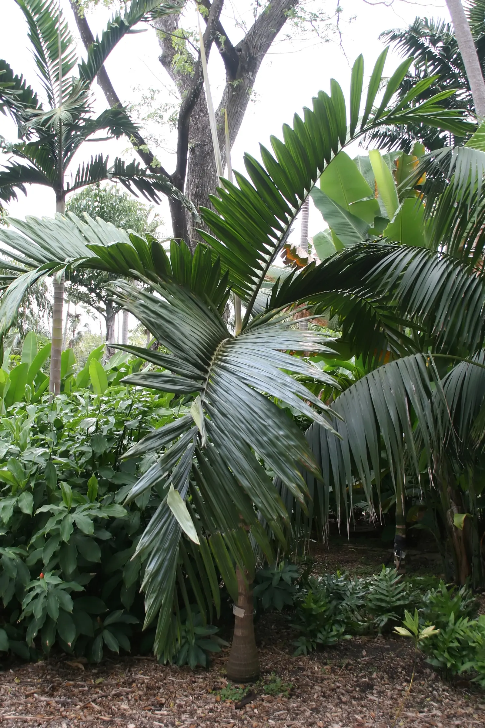 Flamethrower Palm (Chambeyronia Macrocarpa) — although it's capable of tolerating short periods of drought once fully established