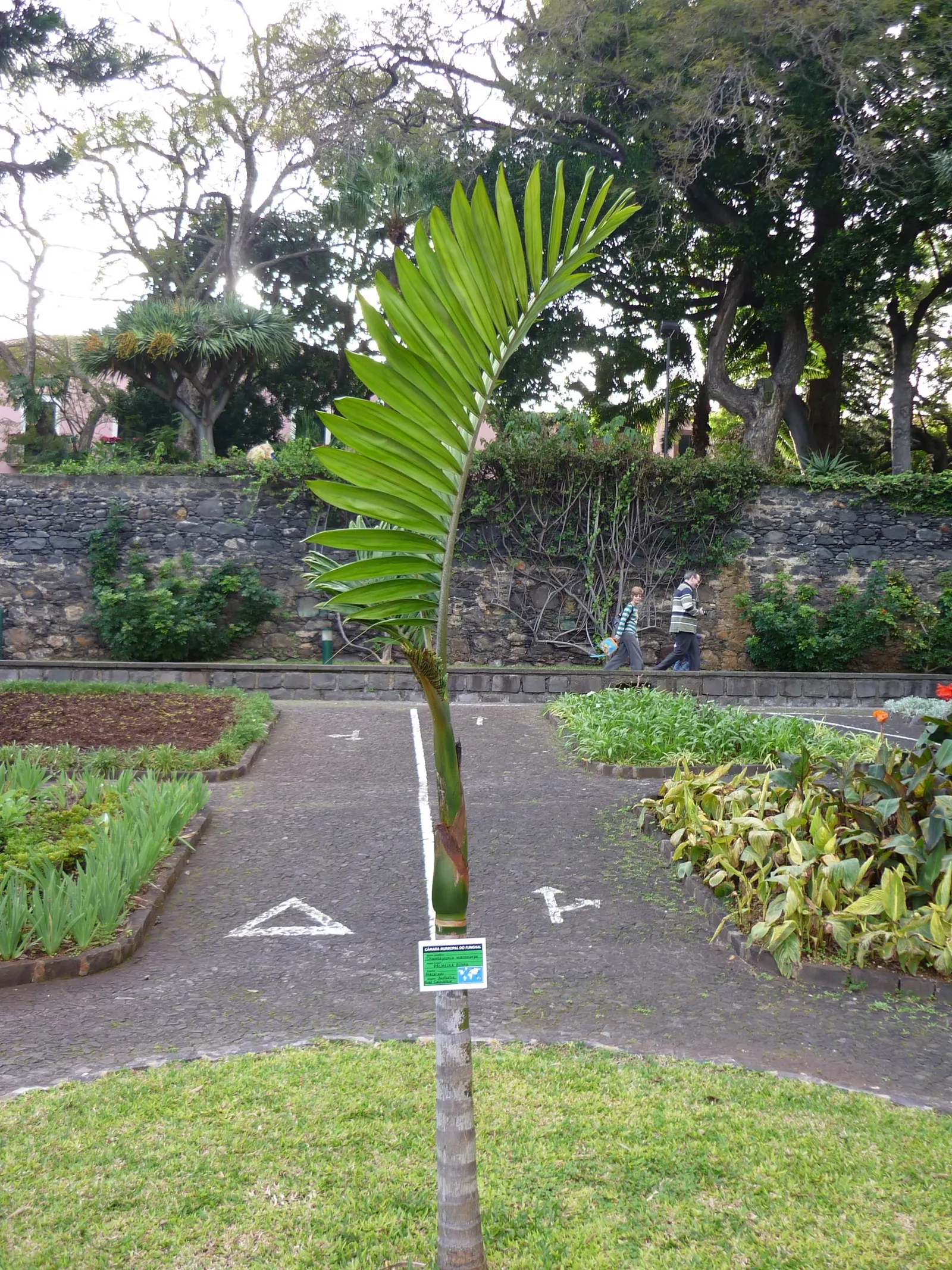 Flamethrower Palm (Chambeyronia Macrocarpa) — preferring partial shade to full sun and well-drained soil