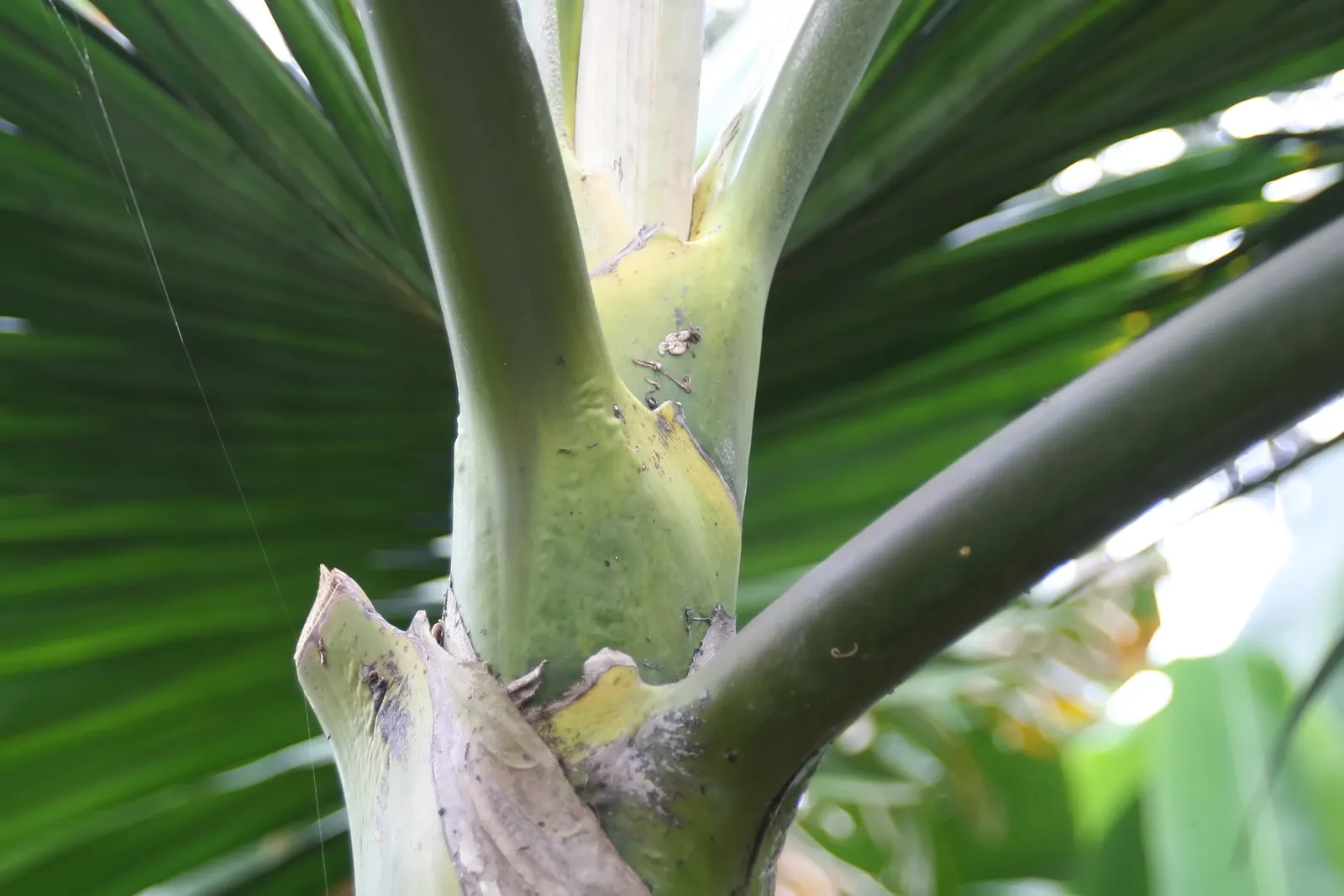 Flamethrower Palm (Chambeyronia Macrocarpa) — offering a year-round tropical ambiance