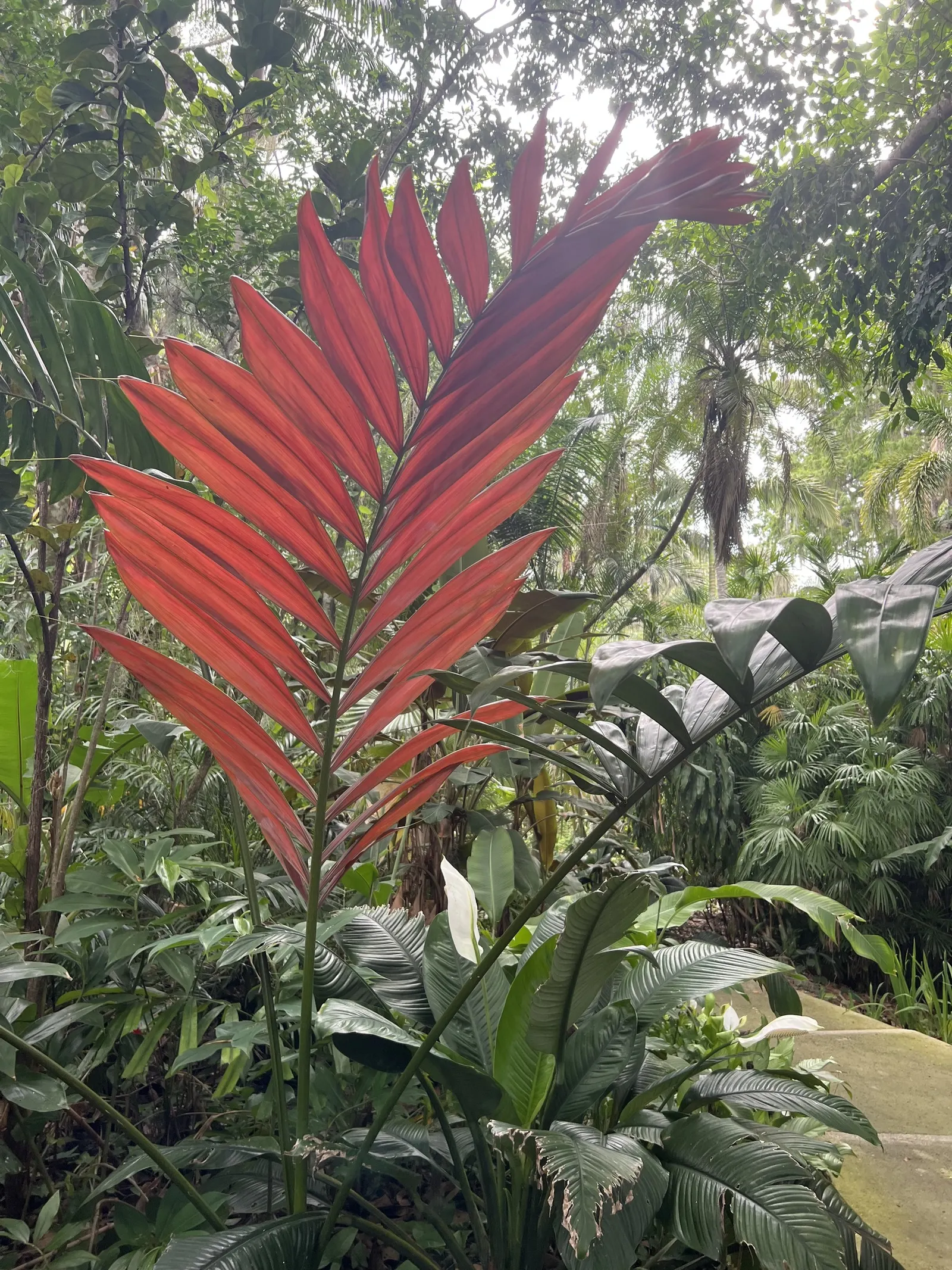 Flamethrower Palm (Chambeyronia Macrocarpa) — making it an ideal focal point without overwhelming smaller garden spaces