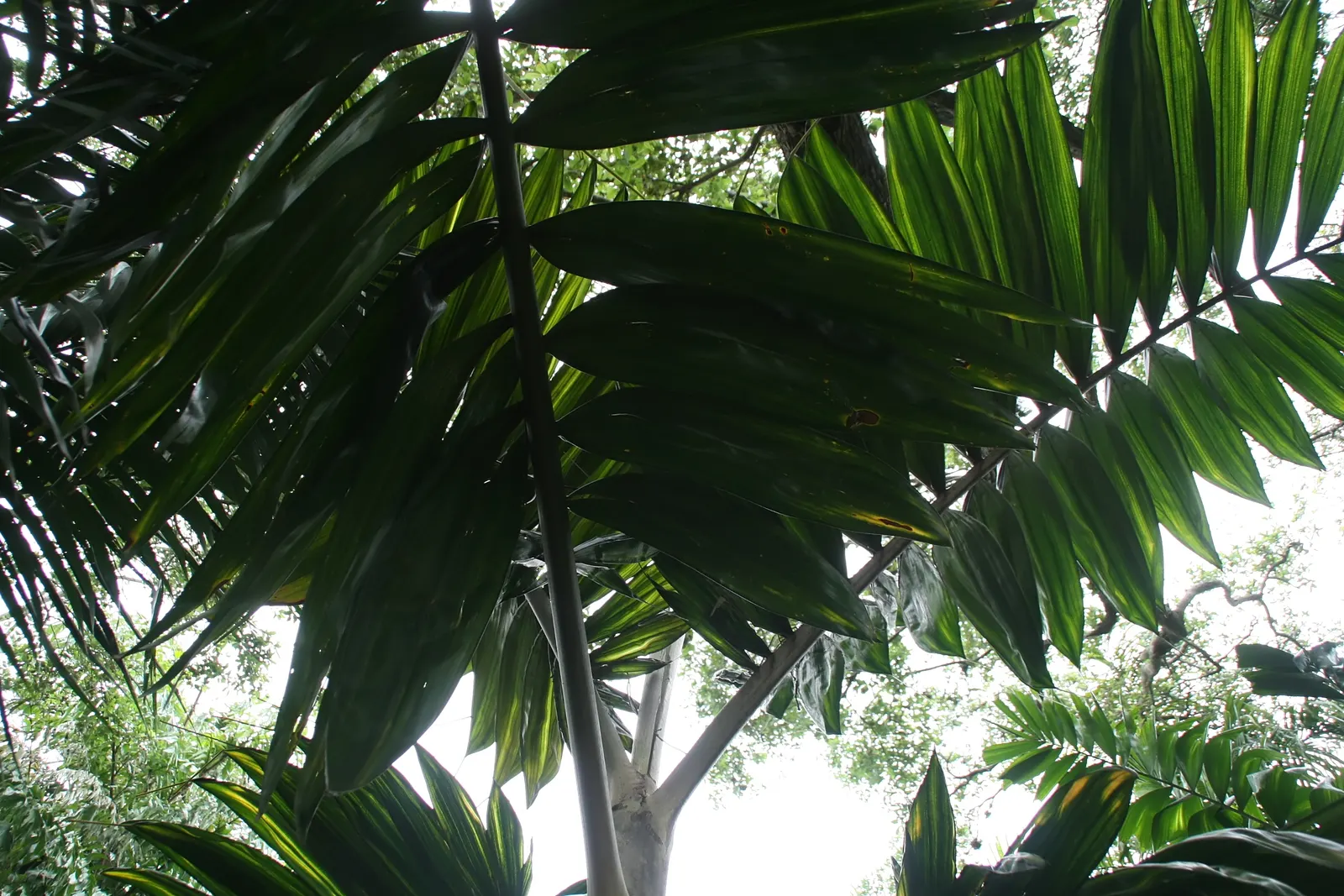 Flamethrower Palm (Chambeyronia Macrocarpa) — which allows for easy integration and maintenance in the landscape.<br><br>For optimal growth