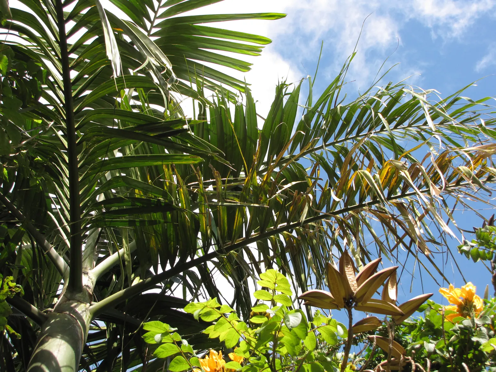 Flamethrower Palm (Chambeyronia Macrocarpa) — Perfect for a tropical aesthetic