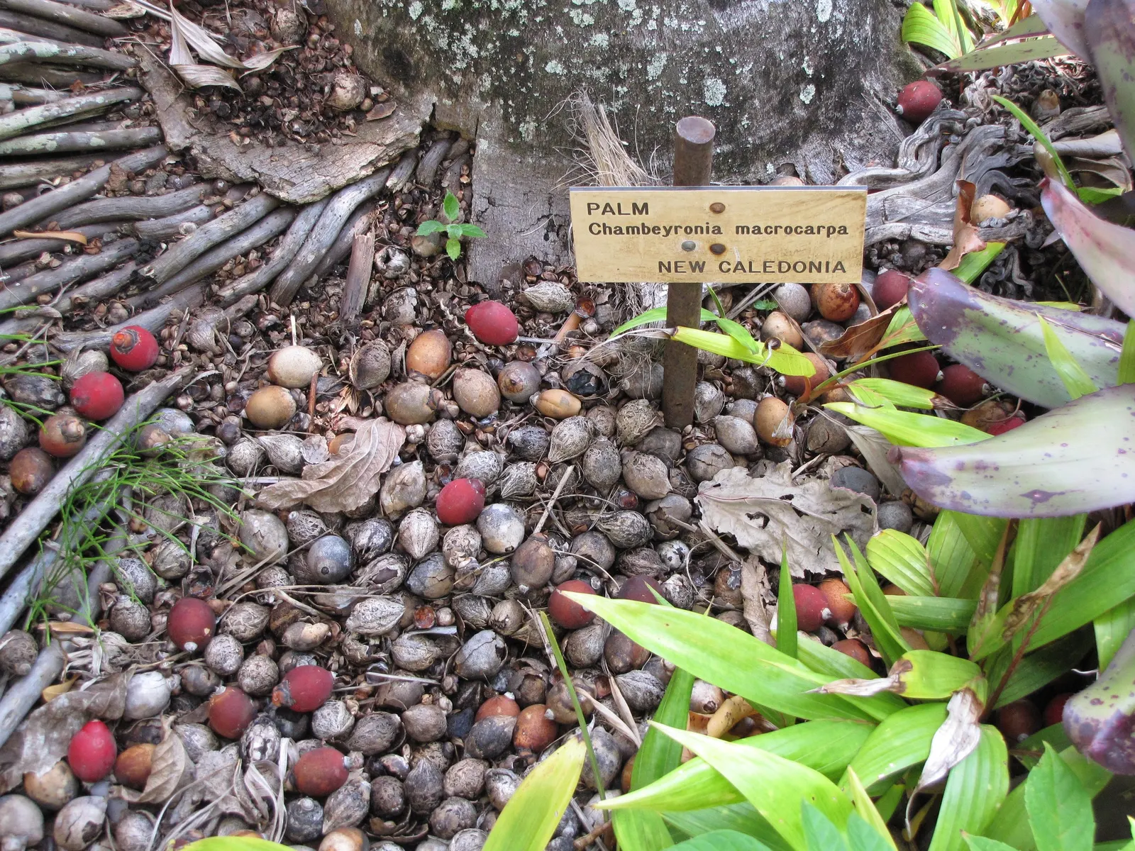 Flamethrower Palm (Chambeyronia Macrocarpa) — it thrives in USDA zones 10-11
