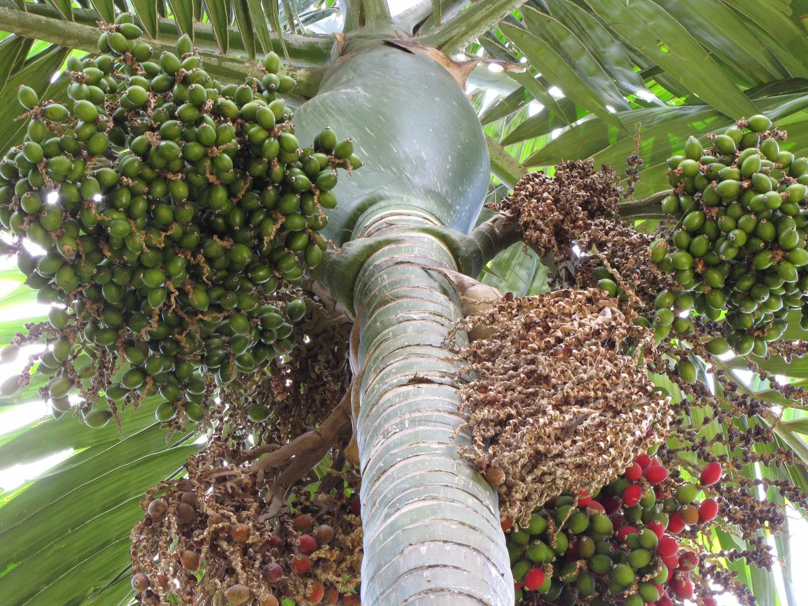 Flamethrower Palm (Chambeyronia Macrocarpa) — white flowers in the garden