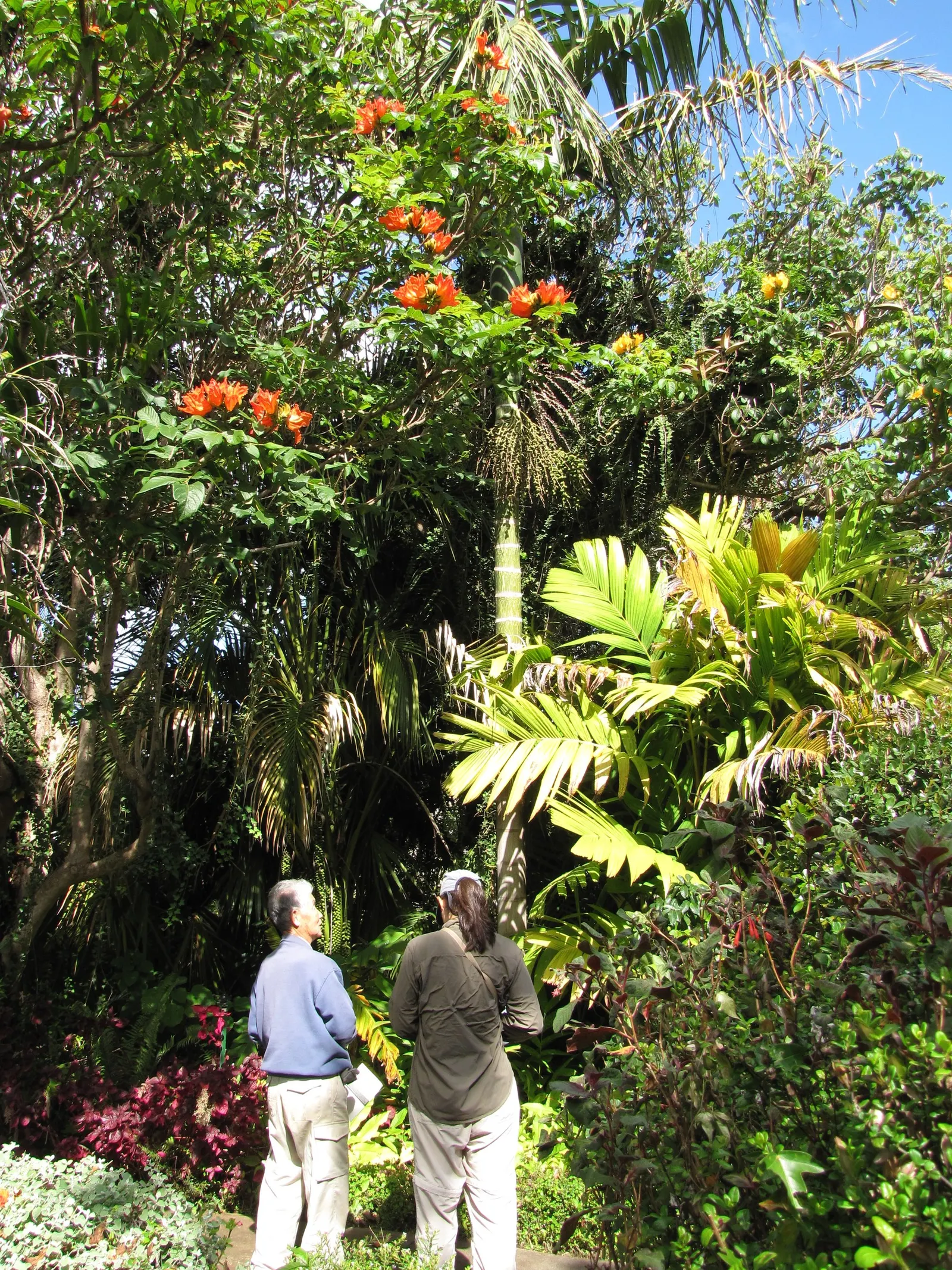 Flamethrower Palm (Chambeyronia Macrocarpa) — they transition to a lush