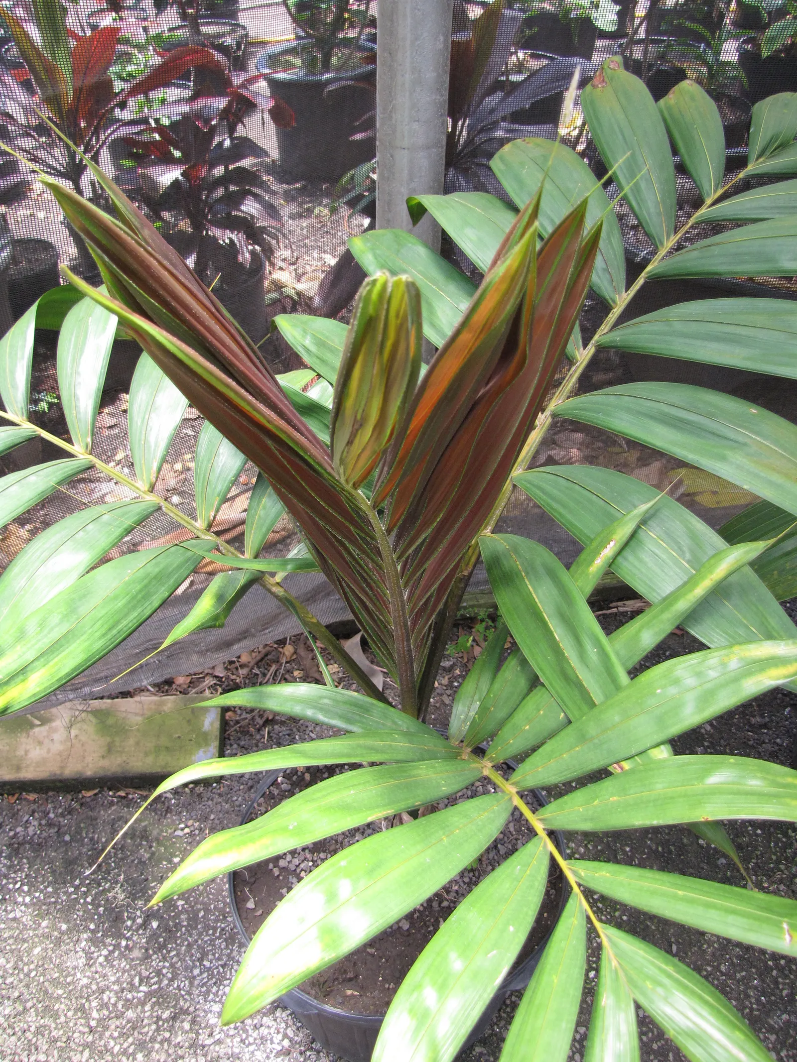 Flamethrower Palm (Chambeyronia Macrocarpa) — Its growth habit is slow to moderate