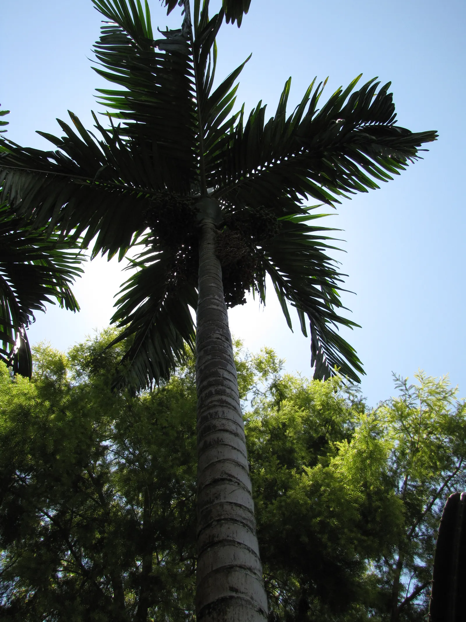 Flamethrower Palm (Chambeyronia Macrocarpa) — this palm is renowned for its spectacular red or pink new fronds that give the appearance of a flame