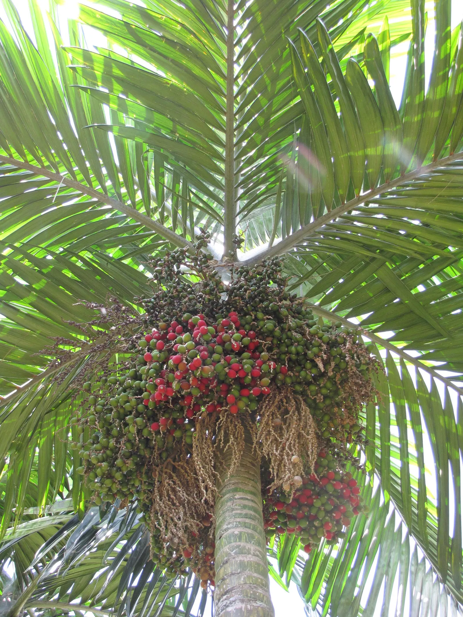 Flamethrower Palm (Chambeyronia Macrocarpa) — Native to the rainforests of New Caledonia; it adapts to a variety of soil types but thrives in a pH range of 6.1