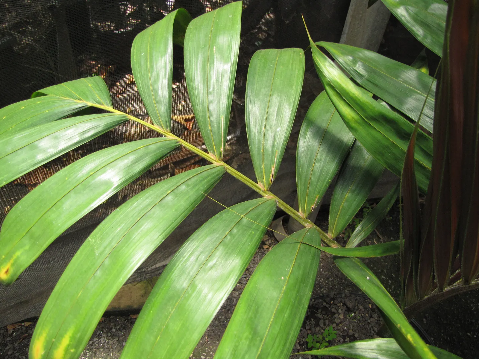 Flamethrower Palm (Chambeyronia Macrocarpa) — is an exceptional addition to any tropical or subtropical landscape design