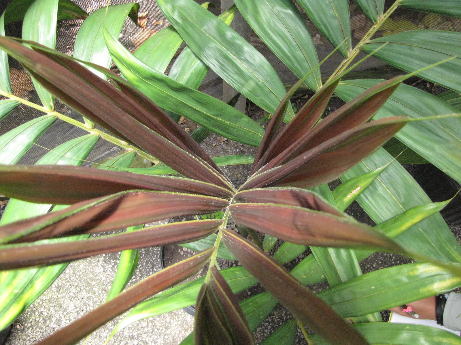 Flamethrower Palm (Chambeyronia Macrocarpa) — palm for deep shade or shade
