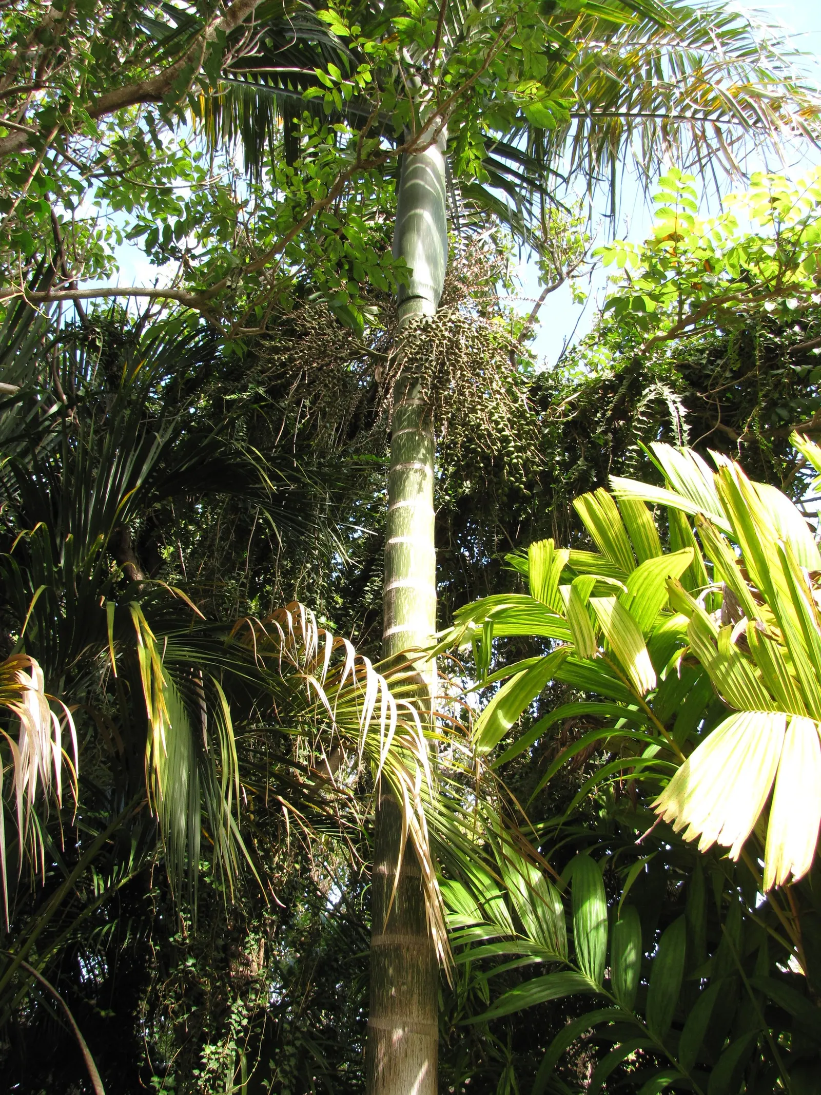 Flamethrower Palm (Chambeyronia Macrocarpa) — Perfect for a tropical aesthetic; offering a year-round tropical ambiance