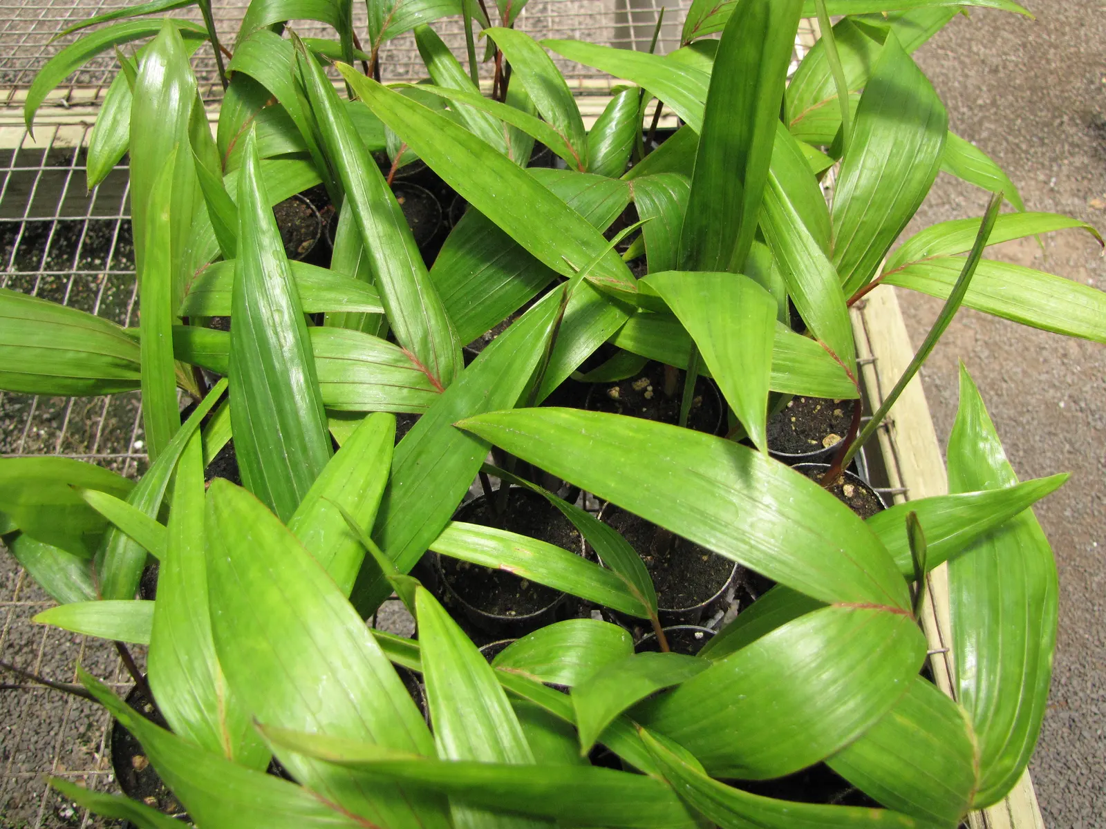 Flamethrower Palm (Chambeyronia Macrocarpa) — It adapts to a variety of soil types but thrives in a pH range of 6.1 to 6.5